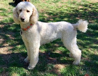 apricot parti poodle